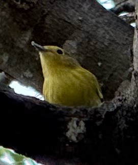 Yellow Warbler - ML642920825