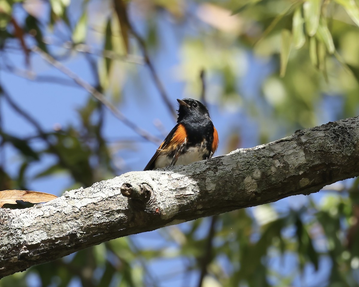 American Redstart - ML642920833