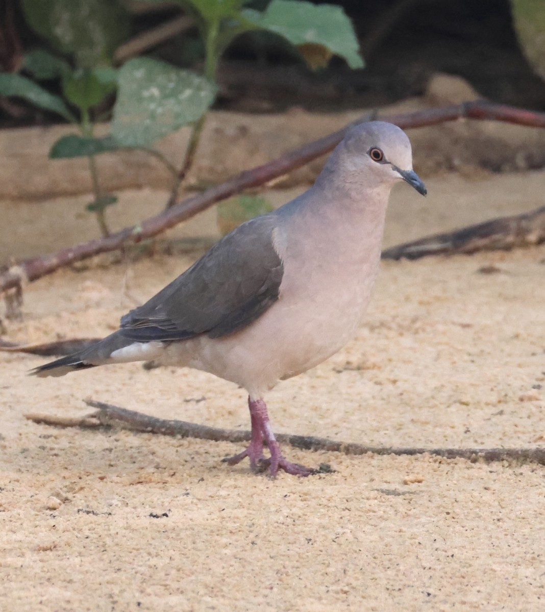 White-tipped Dove - ML642920837