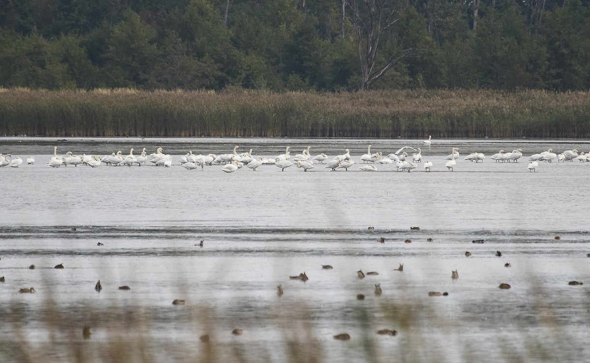 Cigno reale - ML642920849
