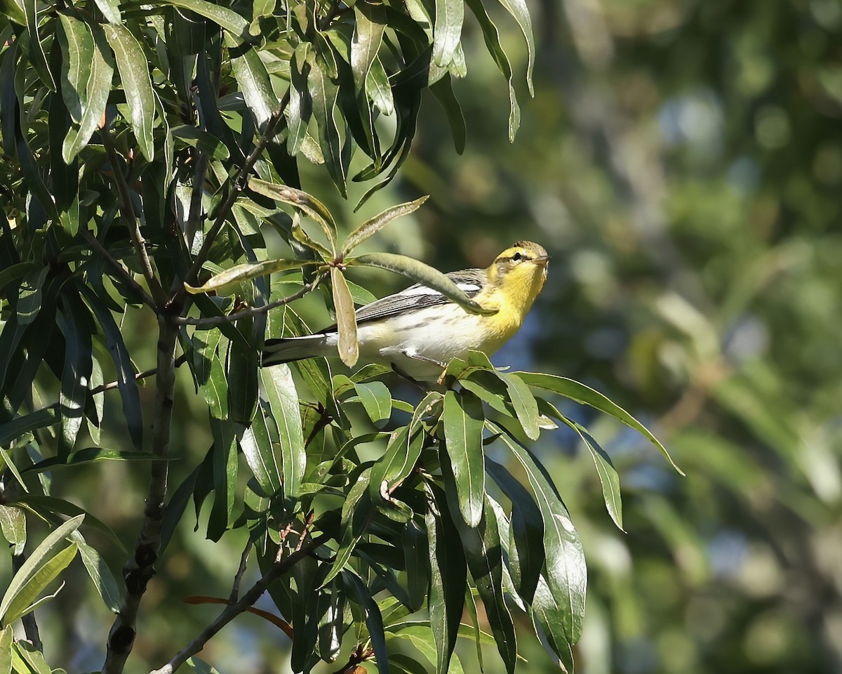 Blackburnian Warbler - ML642920851