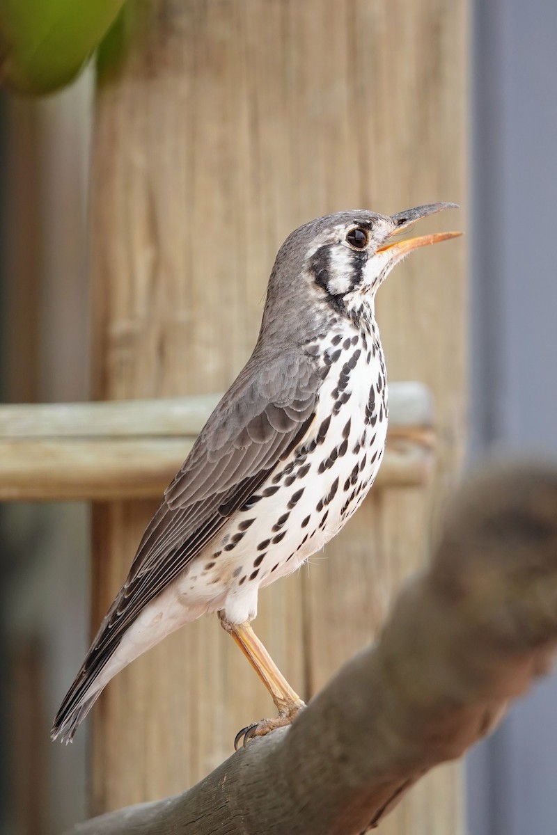 Groundscraper Thrush - ML642920852