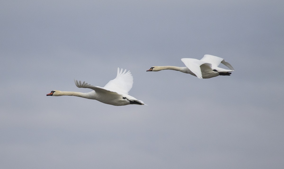 Cigno reale - ML642920856