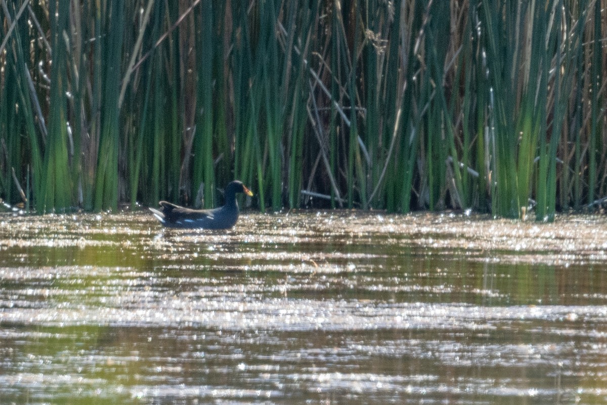 Common Gallinule - ML642920859