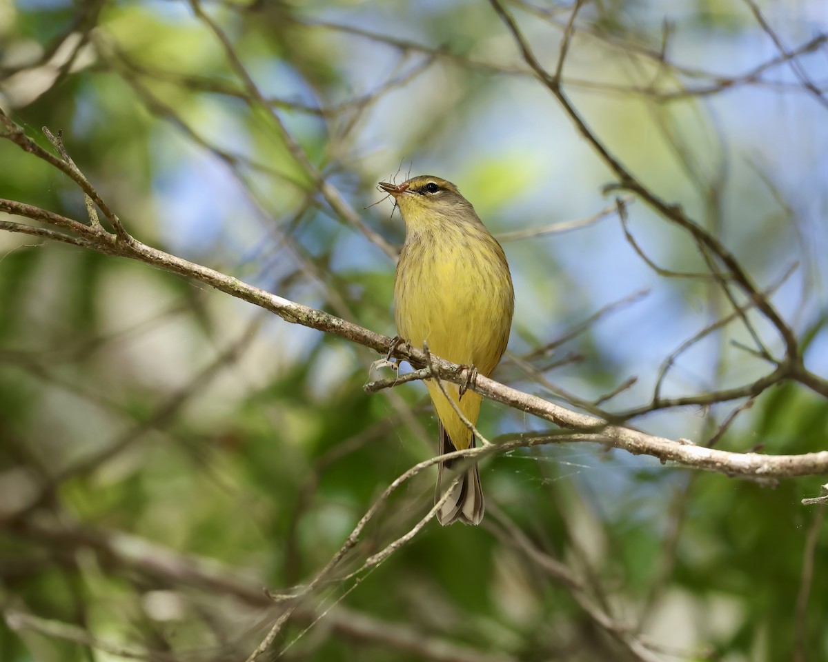 Palm Warbler - ML642920862