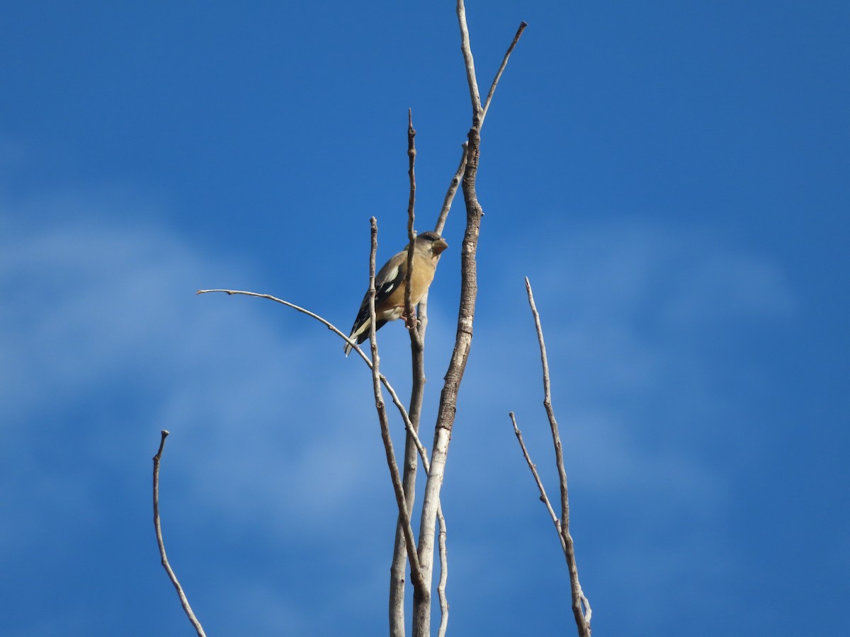 Evening Grosbeak - ML642920864