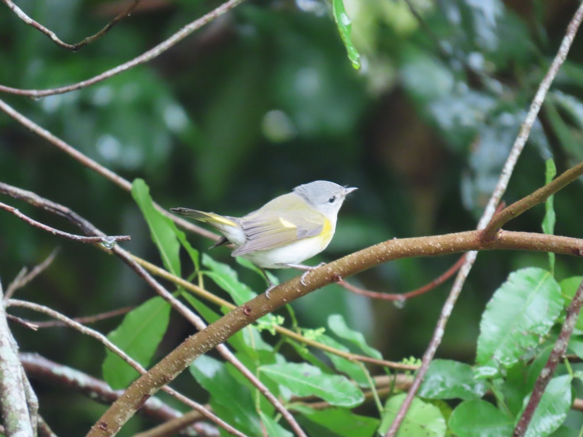 American Redstart - ML642920866