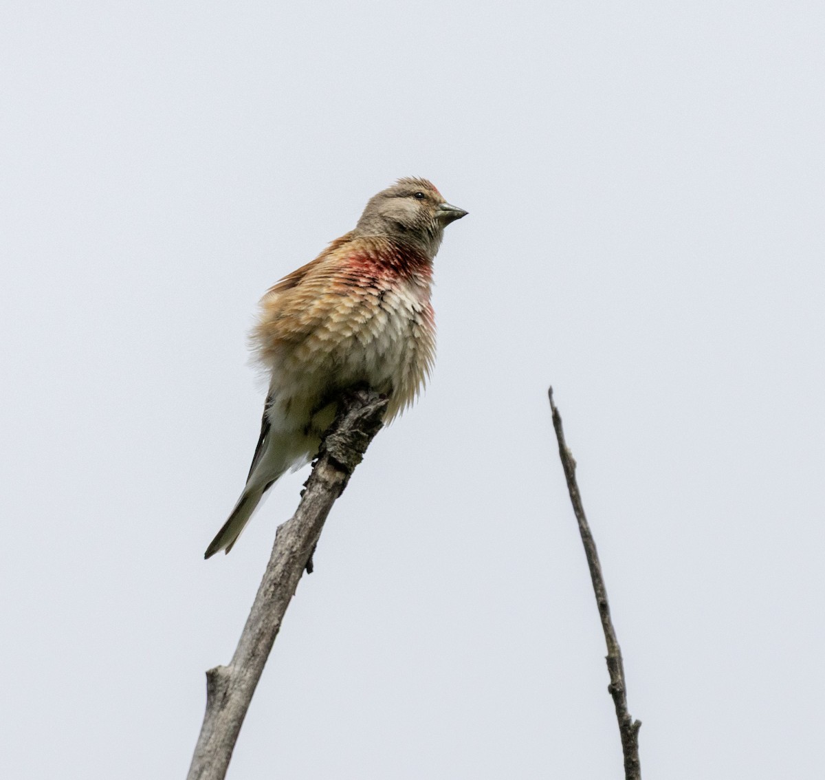Eurasian Linnet - ML642920877