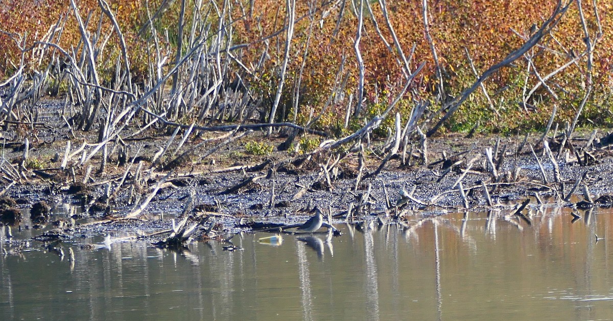 Long-billed Dowitcher - ML642920888