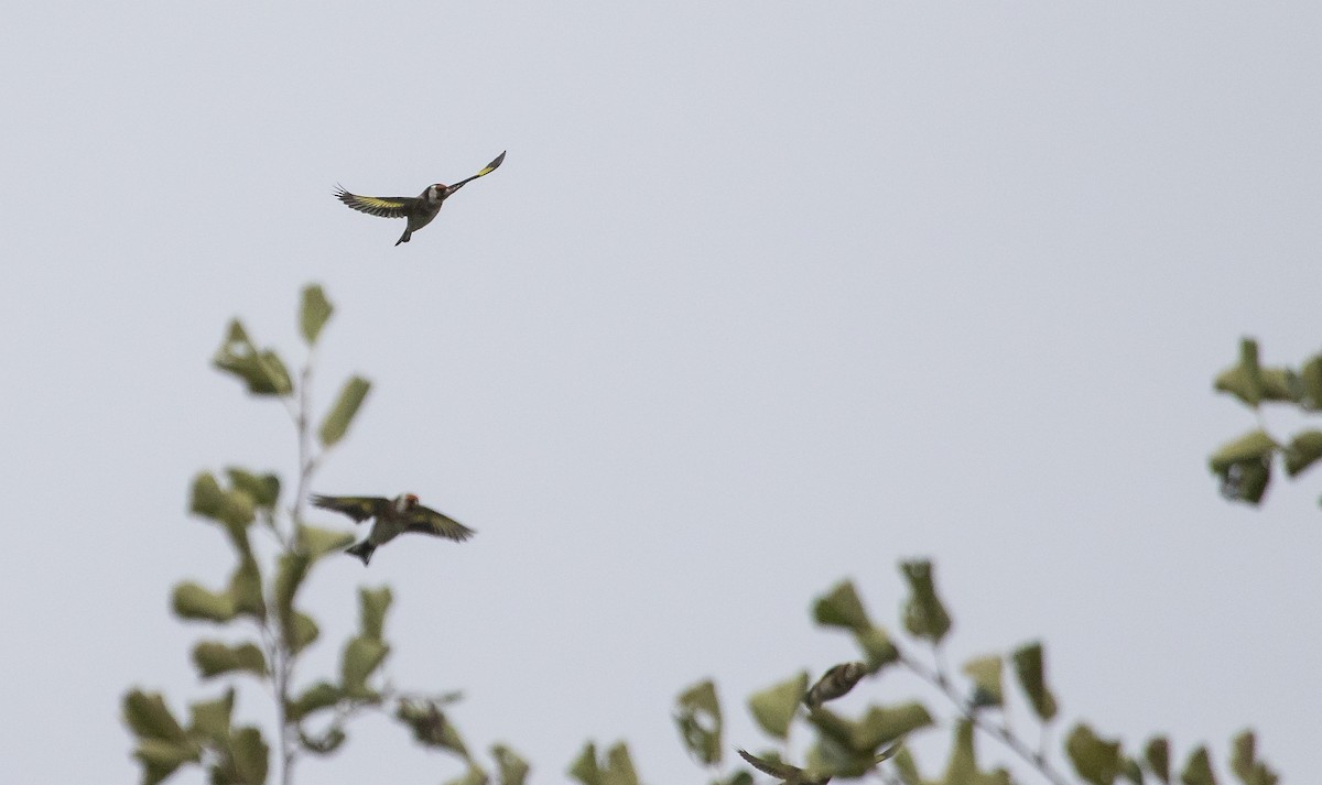 European Goldfinch - ML642920896