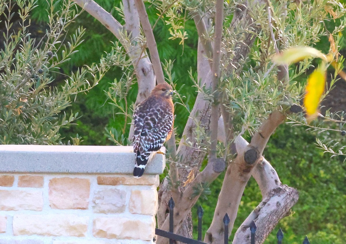 Red-shouldered Hawk - ML642920906