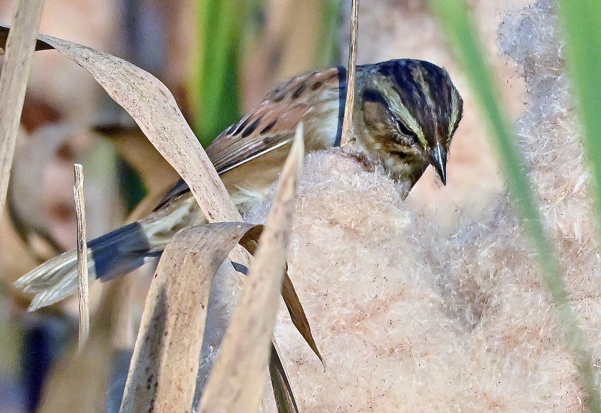 Swamp Sparrow - ML642920932
