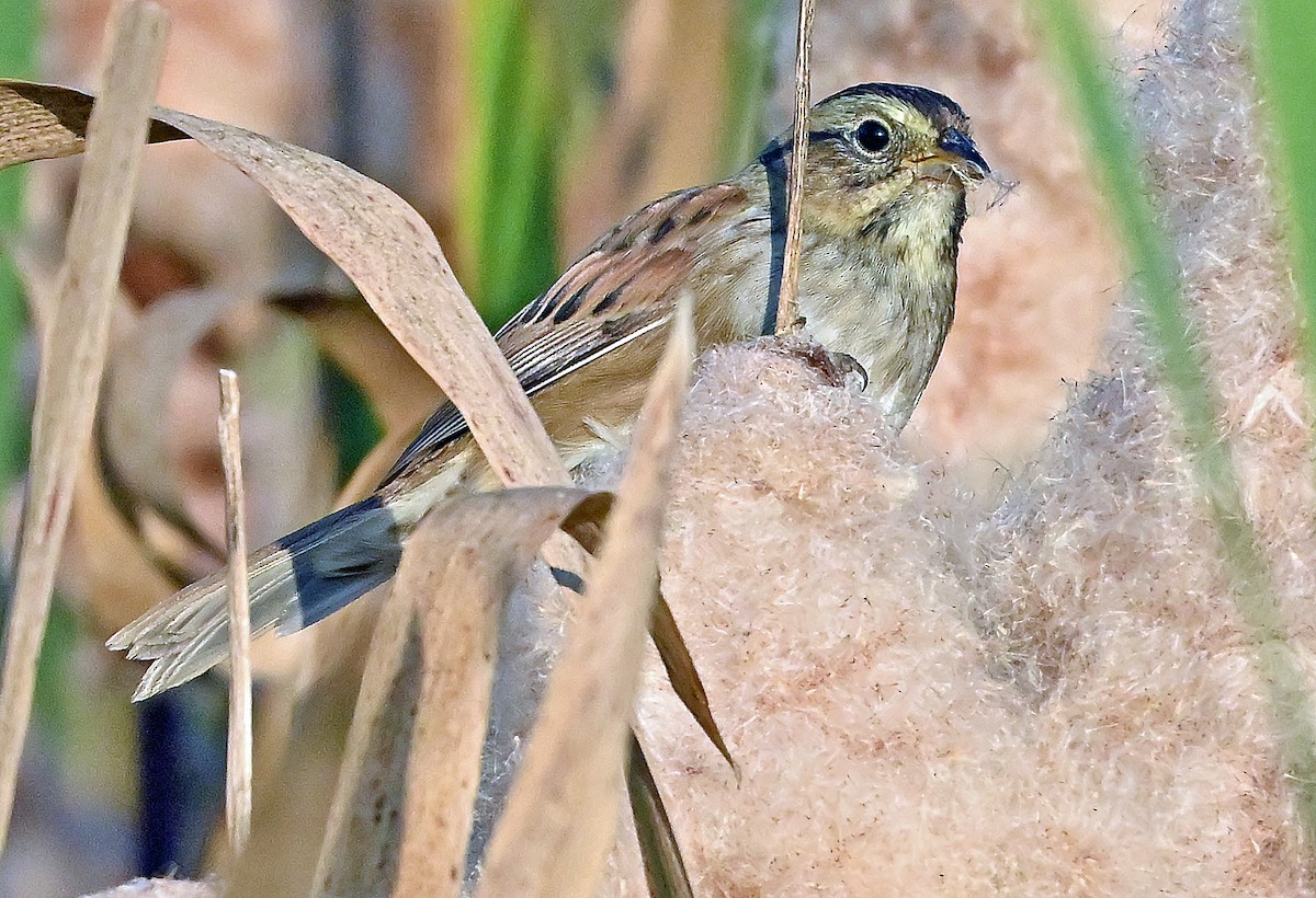 Swamp Sparrow - ML642920939