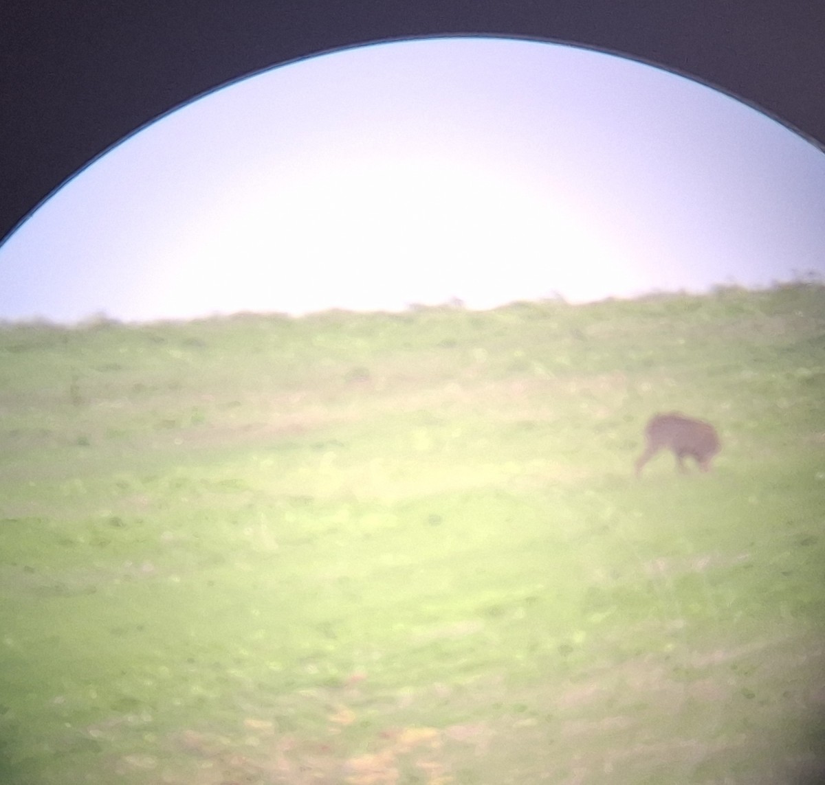 European Roe Deer - ML642920940