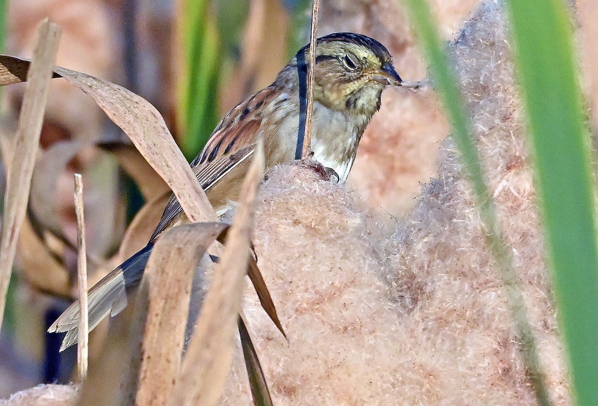 Swamp Sparrow - ML642920945