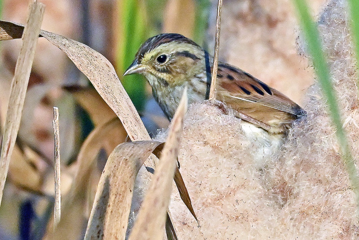 Swamp Sparrow - ML642920946