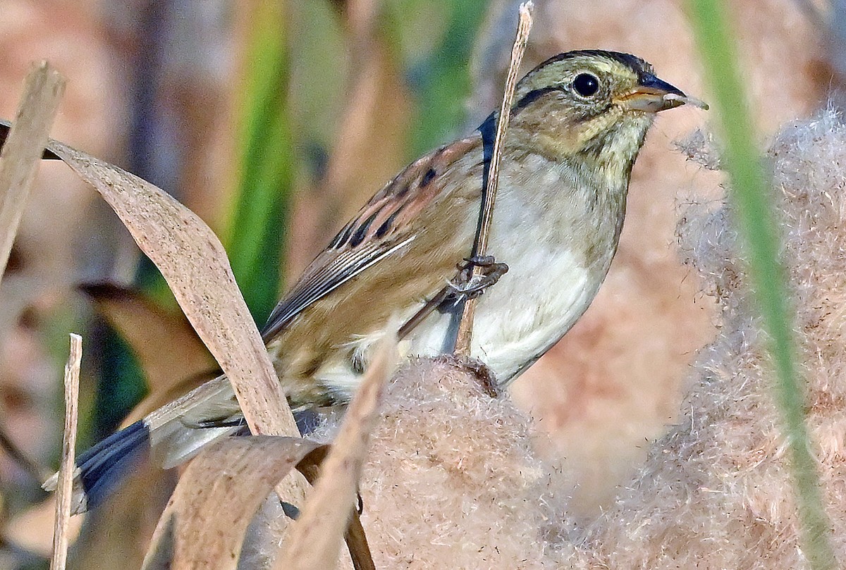 Swamp Sparrow - ML642920953