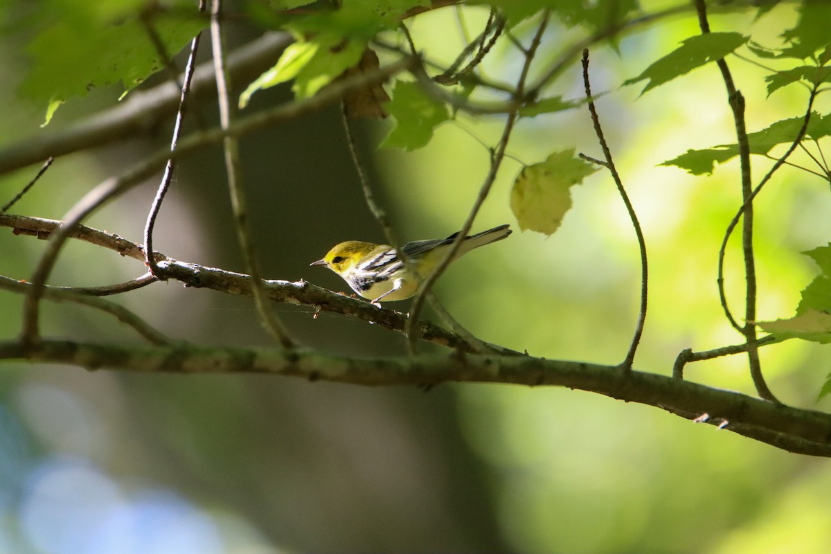 Black-throated Green Warbler - ML642920960