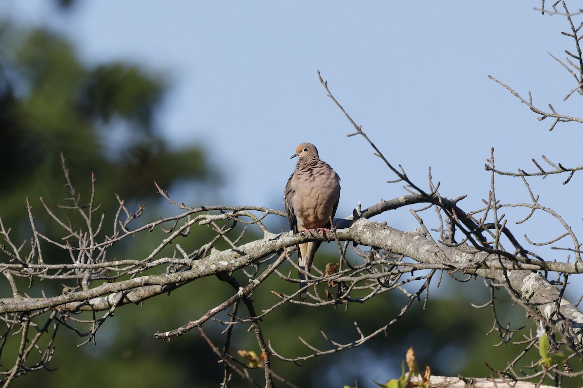 Mourning Dove - ML642920976