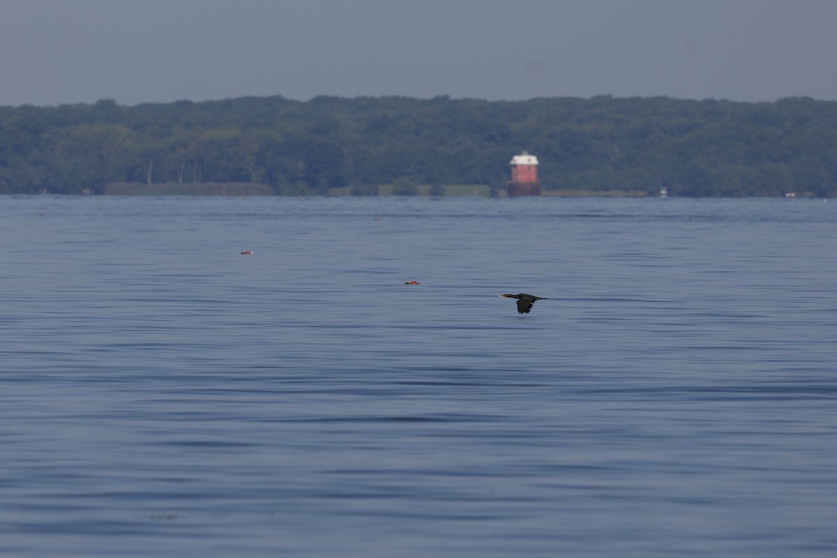 Double-crested Cormorant - ML642920980