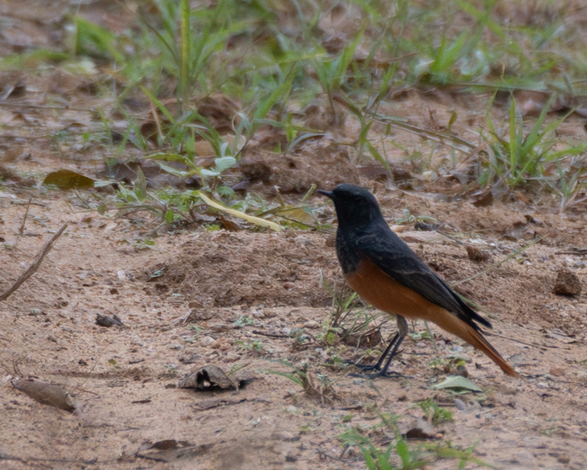 Black Redstart - ML642920981