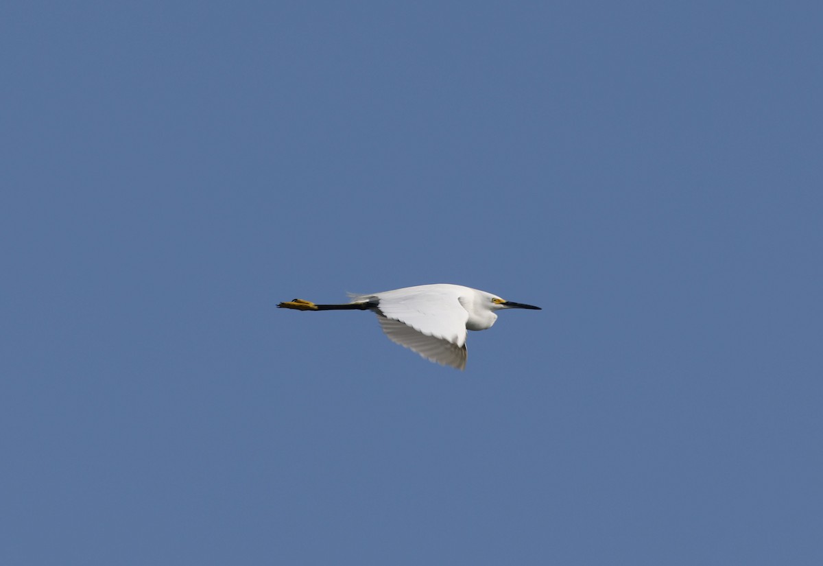 Snowy Egret - ML642920982
