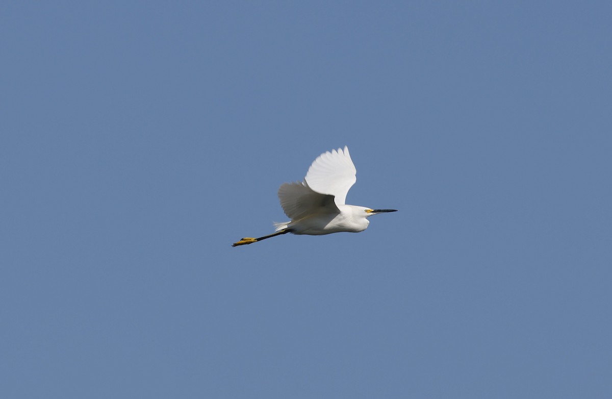 Snowy Egret - ML642920986