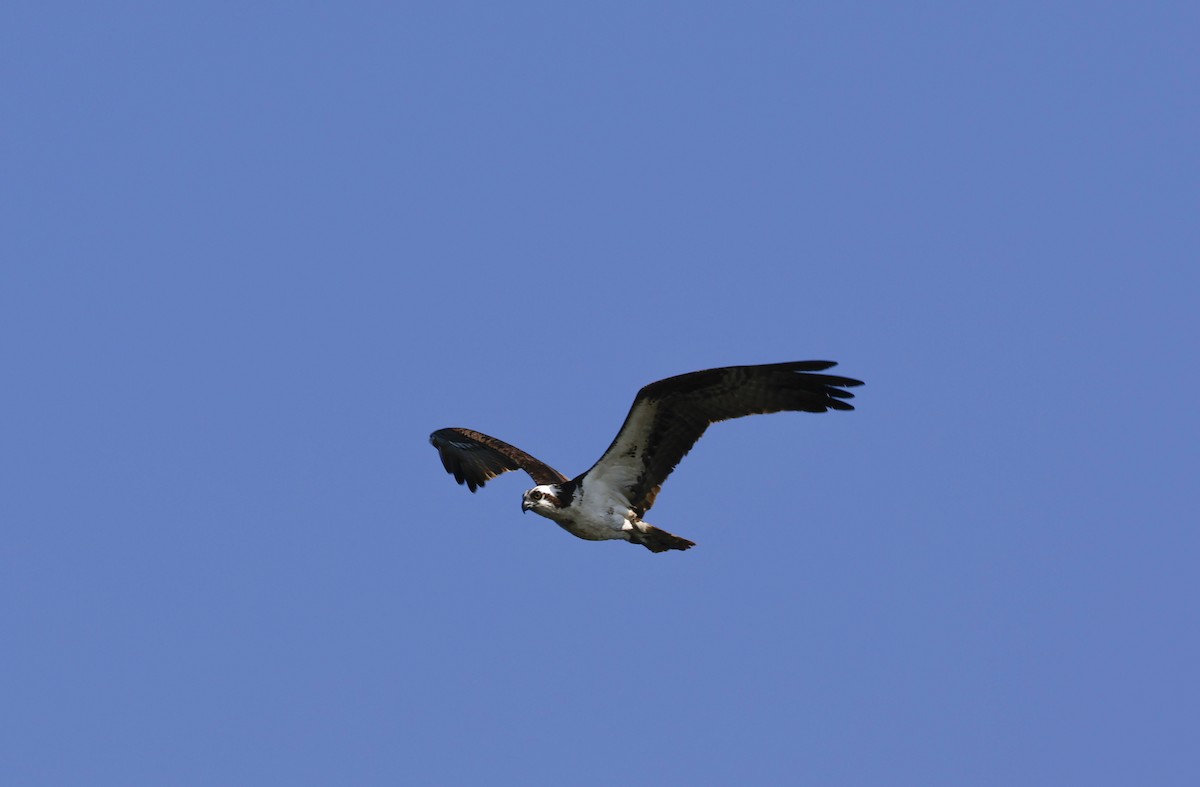Osprey - ML642920997