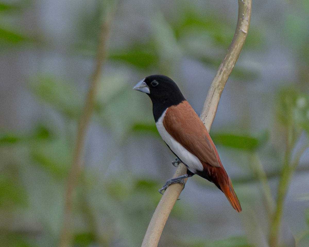 Tricolored Munia - ML642920998
