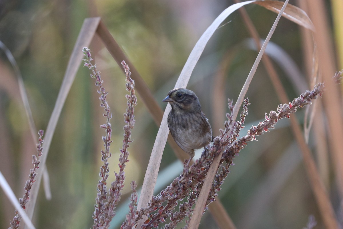 Swamp Sparrow - ML642921006