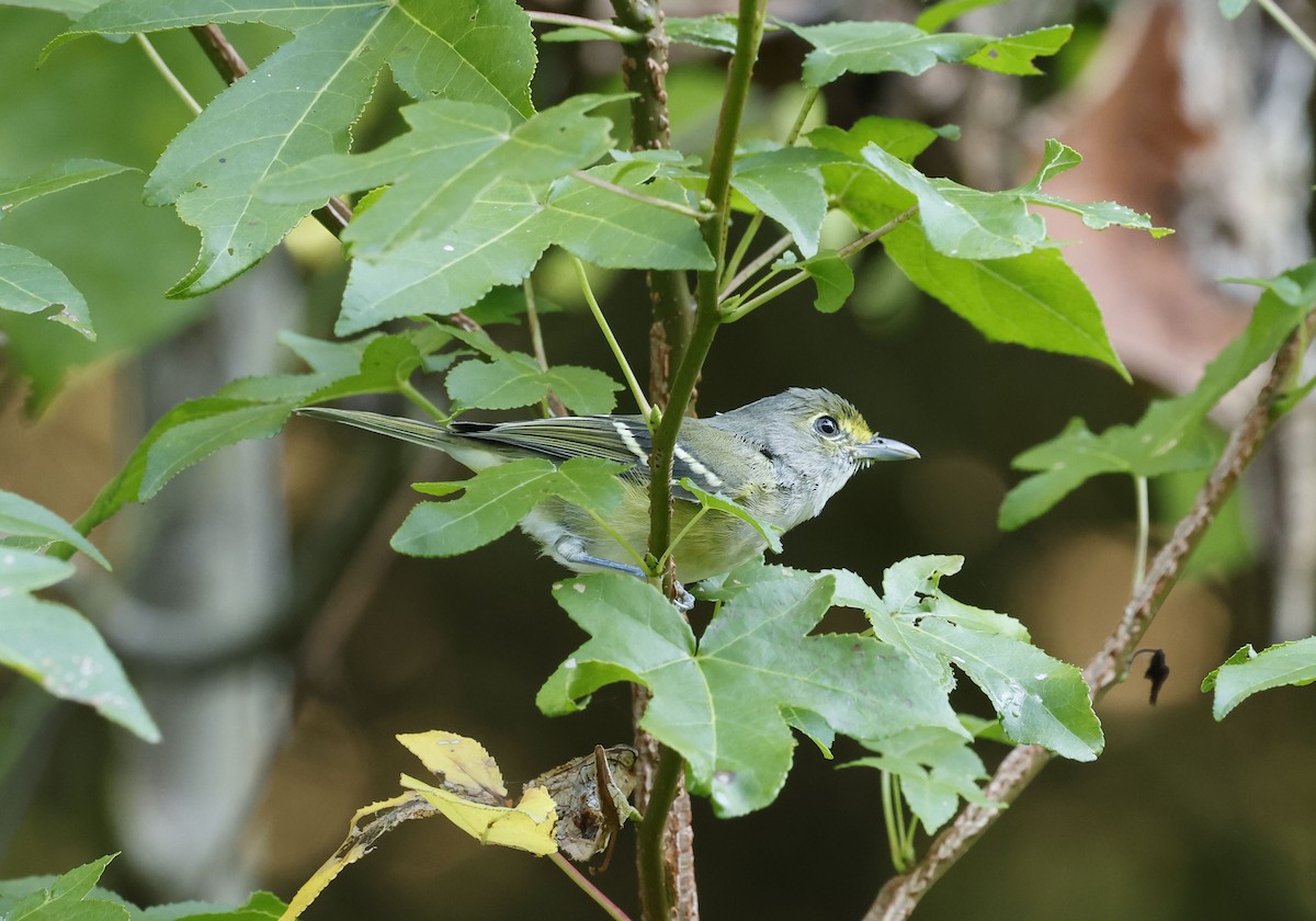 White-eyed Vireo - ML642921014