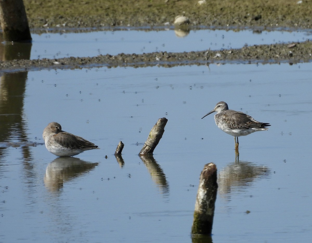 Stilt Sandpiper - ML642921015