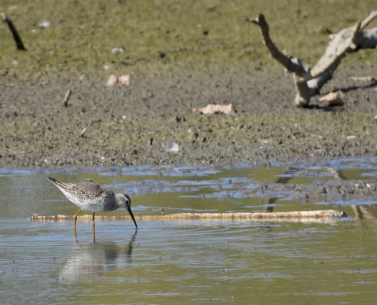 Stilt Sandpiper - ML642921016