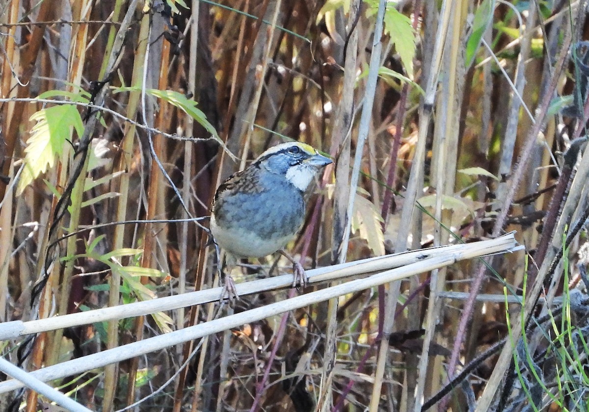White-throated Sparrow - ML642921017