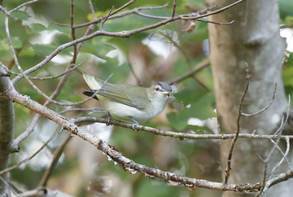 rødøyevireo - ML642921025