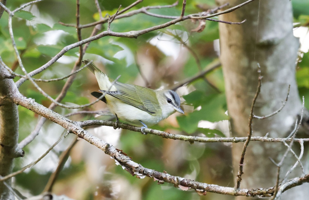 rødøyevireo - ML642921026