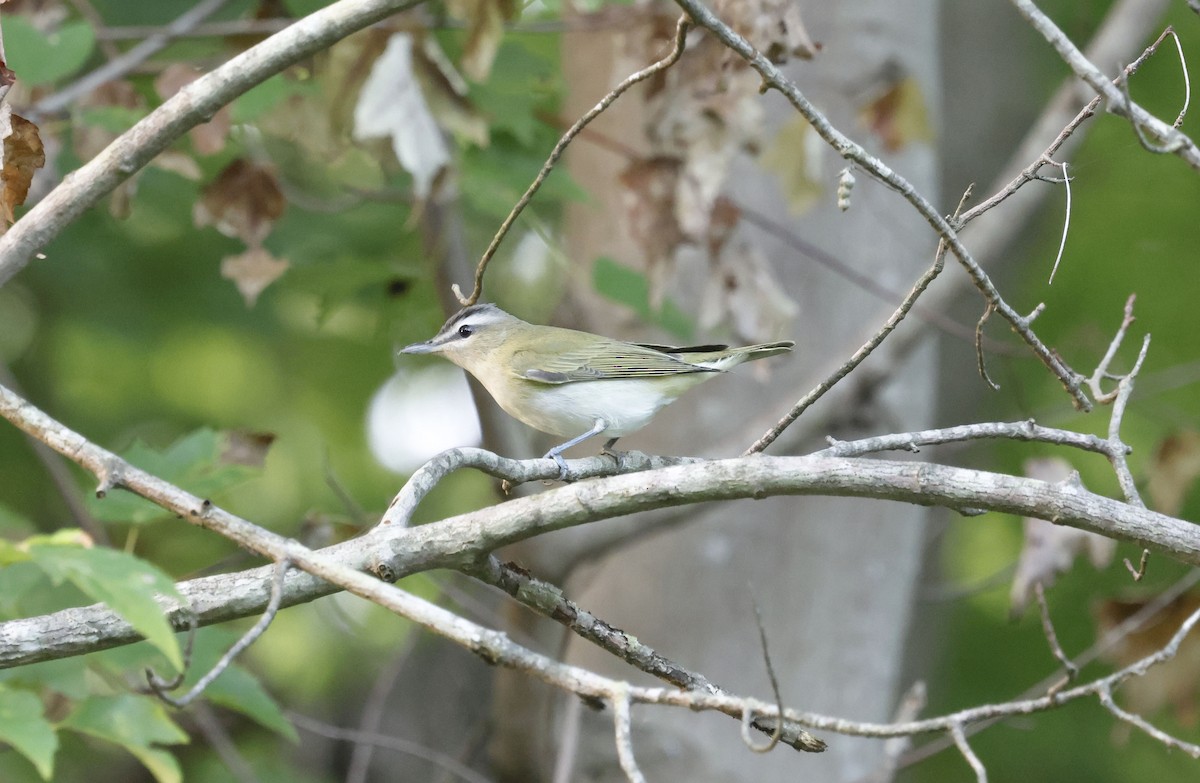 rødøyevireo - ML642921027
