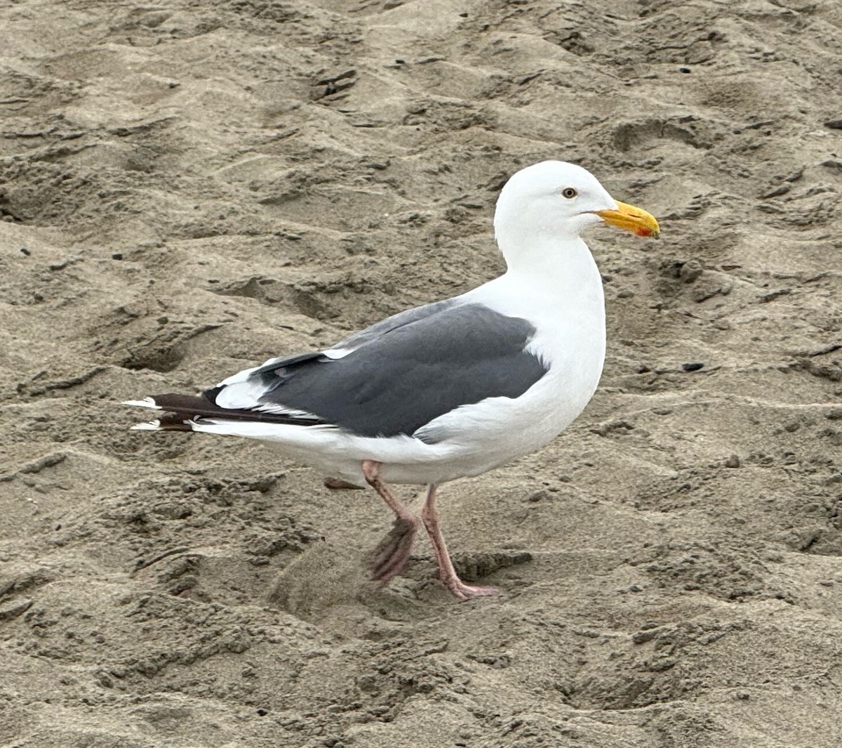 Western Gull - ML642921033