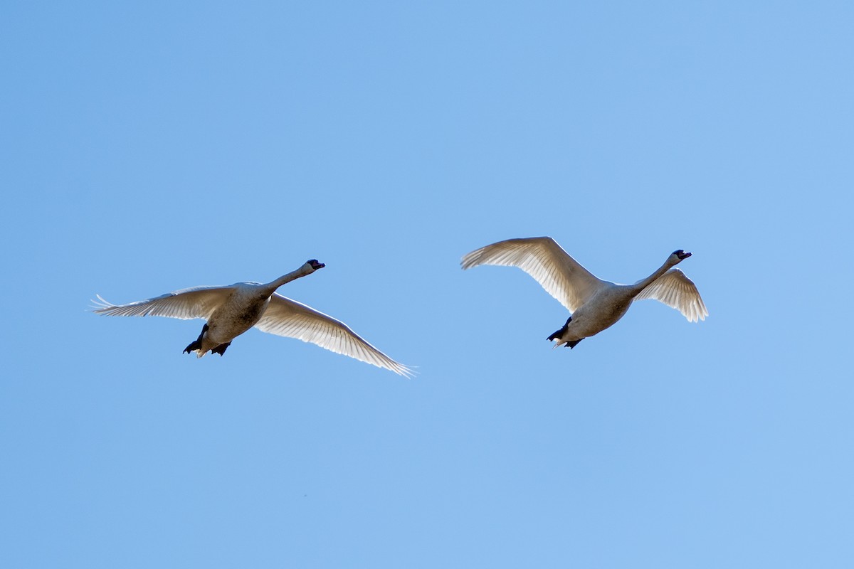 Cigno reale - ML642921037