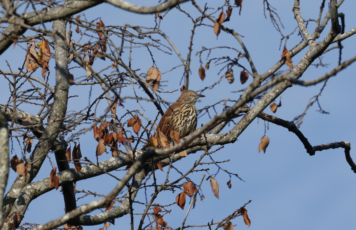 Brown Thrasher - ML642921041
