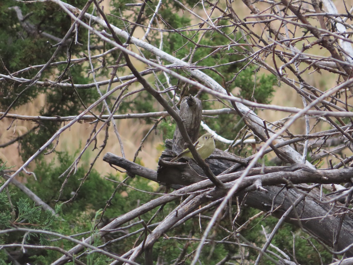 Ruby-crowned Kinglet - ML642921043