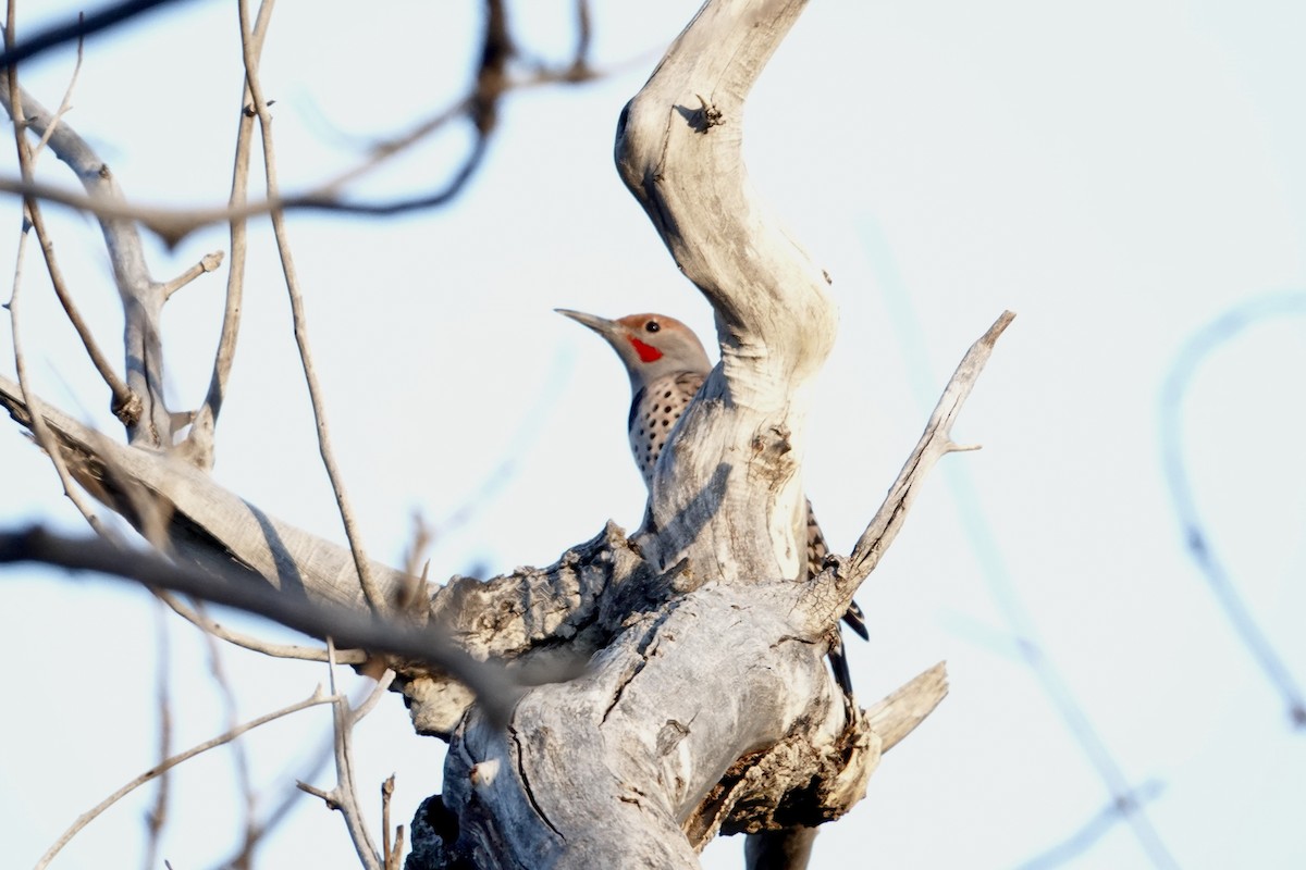 Northern Flicker - ML642921047