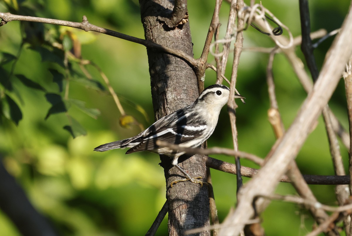 Black-and-white Warbler - ML642921054