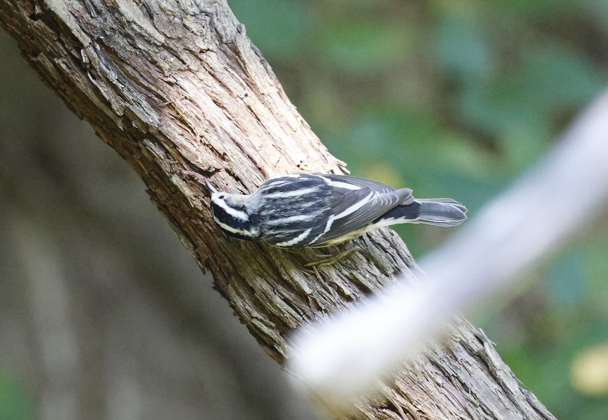 Black-and-white Warbler - ML642921056