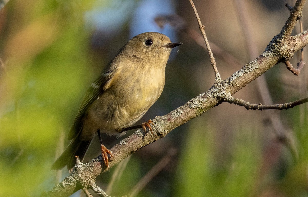 Ruby-crowned Kinglet - ML642921065