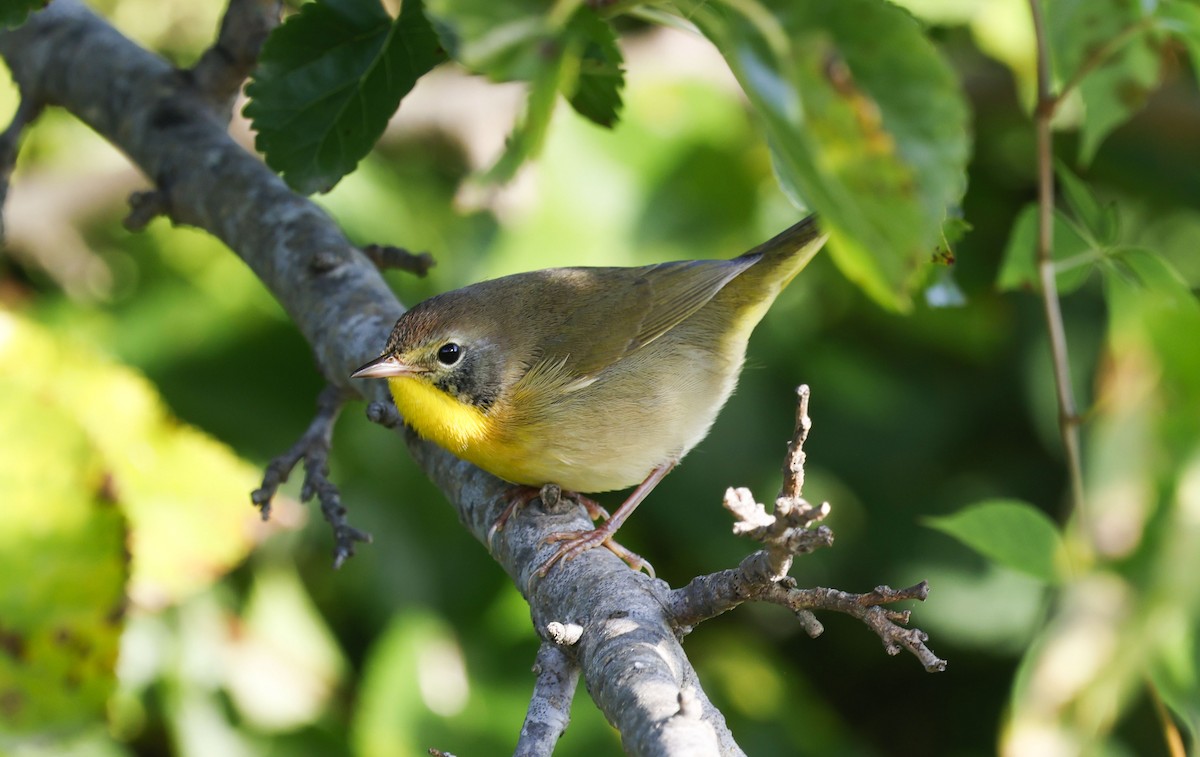 Common Yellowthroat - ML642921066