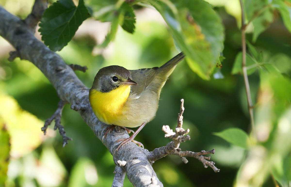 Common Yellowthroat - ML642921067