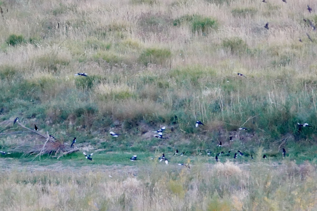 Black-billed Magpie - ML642921074