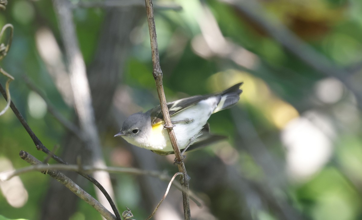 American Redstart - ML642921075