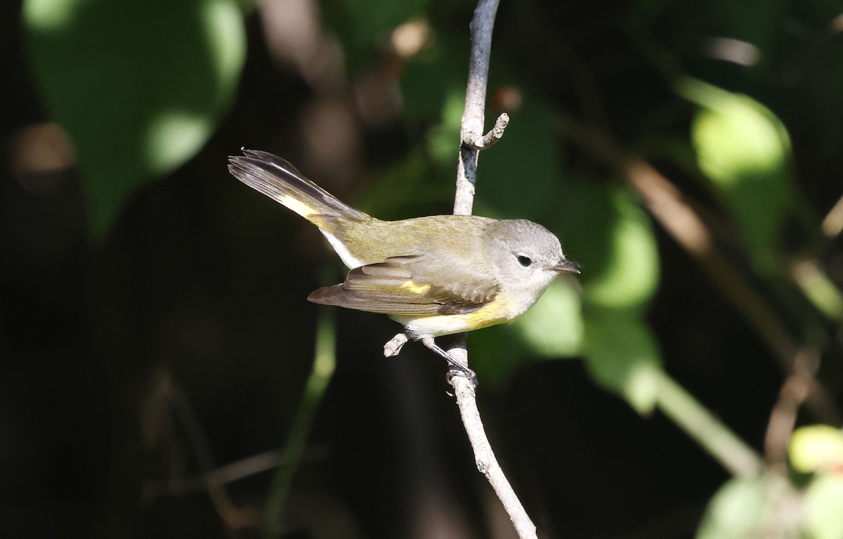American Redstart - ML642921077